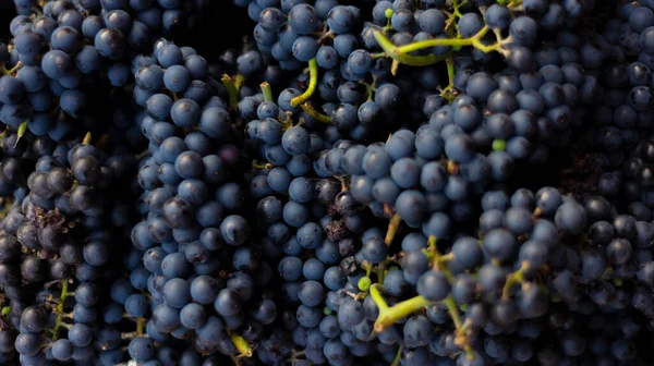 Close Monte Uvas Azuis Textura Composição Frutas Naturais — Fotografia de Stock