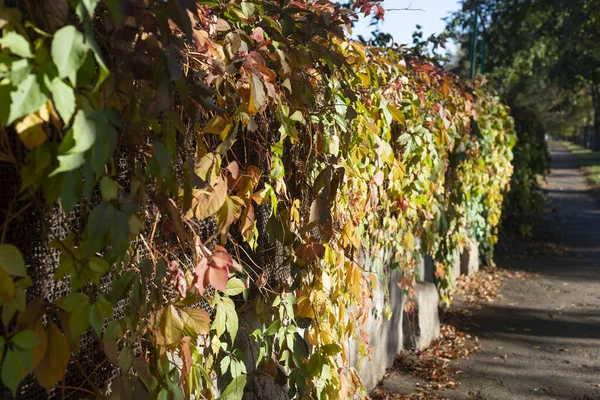 Textur Des Herbstes Gelb Rote Blätter Wilder Trauben Rote Blätter — Stockfoto