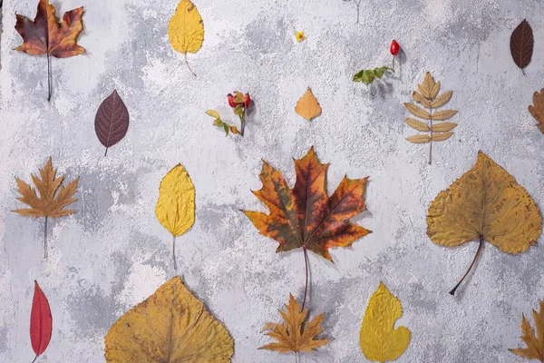 Осенние Листья Серовато Белой Декоративной Штукатурке Фон Дерева Белые Листья — стоковое фото