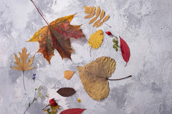 autumn flatlay top view. objects on gray-white texture. autumn leaves. holiday gift Autumn composition. Cup of coffee, blanket, autumn leaves on black background. Flat lay, top view, square