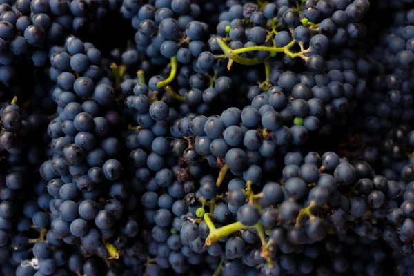 Close Monte Uvas Azuis Textura Composição Frutas Naturais — Fotografia de Stock