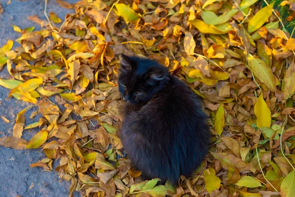 Gatito Calle Negro Pequeño Enfermo Con Rinitis Sentado Hojas Amarillas — Foto de Stock