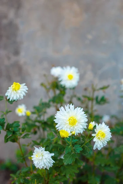 Blommor Vit Krysantemum Bakgrunden Gammal Vintage Vägg Gatuingången Till Huset — Stockfoto