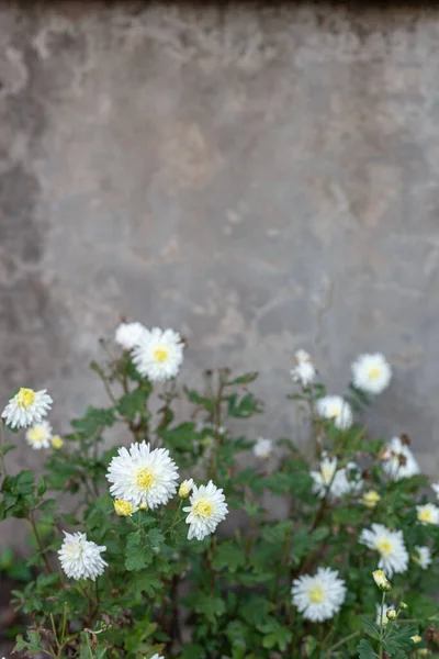 Flores Crisantemo Blanco Fondo Una Antigua Pared Vintage Entrada Calle —  Fotos de Stock