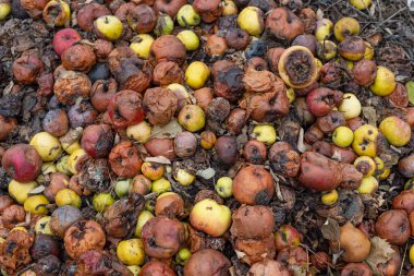 Şımarık kırmızı elmaların üst görüntüsü, yakın plan, Sonbahar elmaları Çürümüş çekirdek zemin