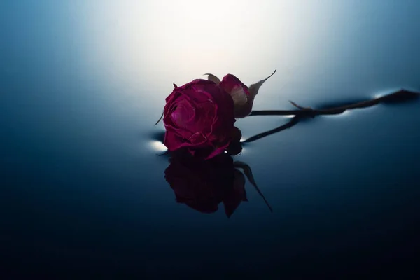 Magányos Vörös Rózsa Vízen Minimalista Háttér Másolás Tér Virágok Tavasz — Stock Fotó