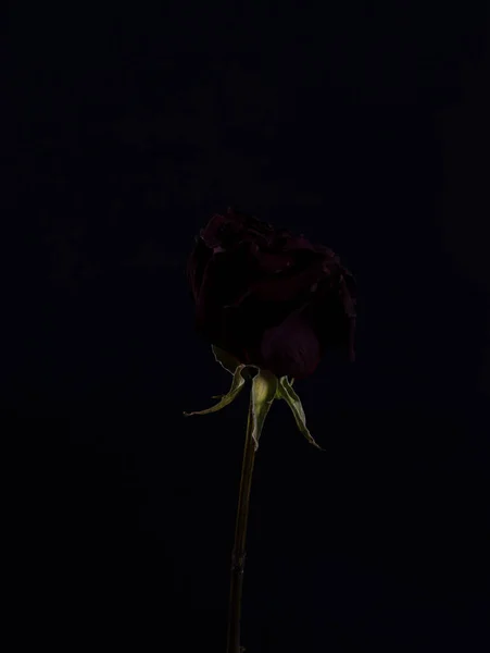 Száraz Rózsa Fekete Háttérrel Drámai Vörös Rózsa — Stock Fotó