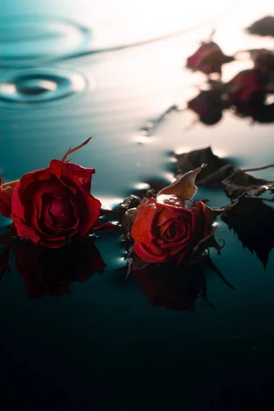 Spring Composition Dried Small Roses Water Water Drops Close — Stock Photo, Image