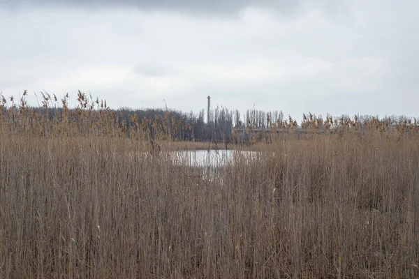 Paysage Roseaux Près Rivière Sur Fond Horizon Des Arbres — Photo