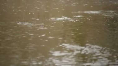 İlkbaharın başlarında, kirli bir nehrin suyuna düşen yağmur damlaları, ağaçların arka planına karşı.