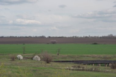 Yeşil çimen tarlalarının kırsal bir manzarası ve ağaçlarla kaplı bir tarla. İlkbaharda Ukrayna