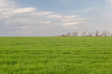 manzara minimalist alan ağaçları ufukta bulutlu bir gökyüzüne karşı..