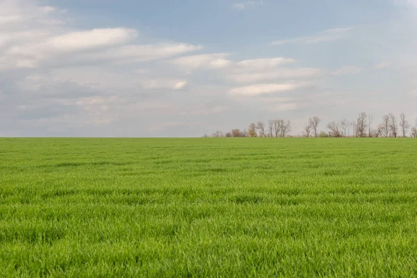 Krajobraz Minimalizm Pola Drzew Pół Horyzontu Przed Zachmurzone Niebo — Zdjęcie stockowe