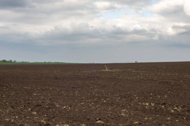 Bulutlu gökyüzünün arka planına karşı tarlalı arazi minimalistiği. İlkbahar 2021.