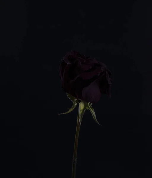 Сухая Красная Роза Черном Фоне Драматическом Стиле — стоковое фото