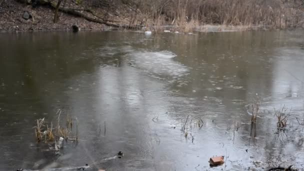 Одинокий ледяной поплавок, плывущий по воде грязной реки — стоковое видео