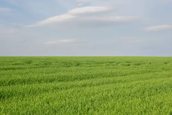 Paisagem minimalista de campo de grama verde com céu nublado — Fotografia de Stock