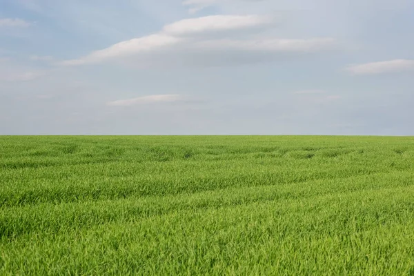 Paesaggio minimalista di prato verde con cielo nuvoloso — Foto Stock