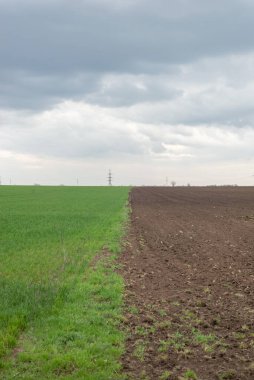 Bulutlu gökyüzü arkaplanlı yarı tarlalı bahar manzarası.