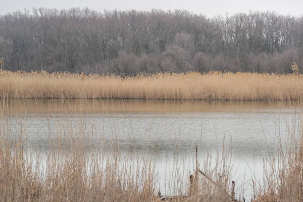 Paysage Une Rivière Étroite Avec Roseaux Sur Fond Ciel Nuageux — Photo