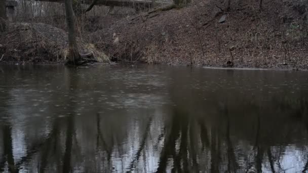 Капли дождя на воде грязной реки на фоне деревьев ранней весной — стоковое видео