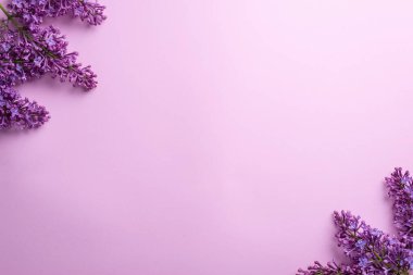 Pembe arka planda leylak dalları. Beyaz ve mor leylak. Romantik bahar havası. Üst Manzara. Metnin için kopyala - Resim.