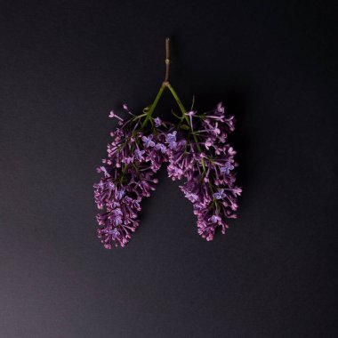 Ciğerleri andıran leylak dalları. Siyah bir arka planda. Asgari konsept.