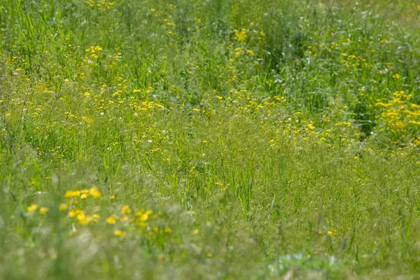 Çiçeklerin dokusunu bulanıklaştırıyor. Çiçekli doğal çimen arka planı.