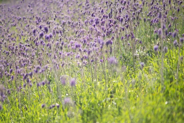Tekstura Dzikich Kwiatów Rozmyciu Ostrości Naturalne Tło Trawy Kwiatami — Zdjęcie stockowe