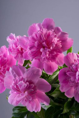 Gri arka planda taze pembe şakayık çiçekleri..