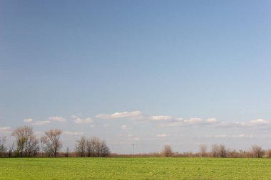 Bulutlu ve ağaçlı bir arazinin minimalist yaz manzarası.