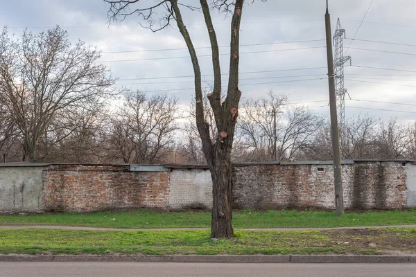 Arbre Sur Fond Vieux Mur Briques Ciel Nuageux — Photo