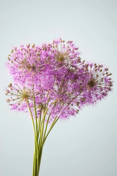 Bukiet Purpurowych Kwiatów Szarym Tle Minimalistyczne — Zdjęcie stockowe
