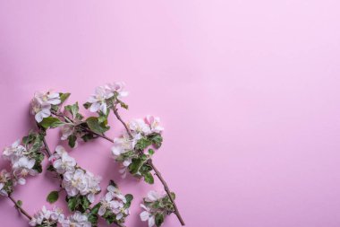 Pembe arka planda beyaz kiraz ve leylak kabartma dalları düz görünüm.