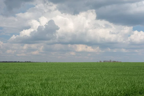 Krajobraz Zielonej Trawy Tle Zachmurzonego Błękitnego Nieba Minimalizm — Zdjęcie stockowe