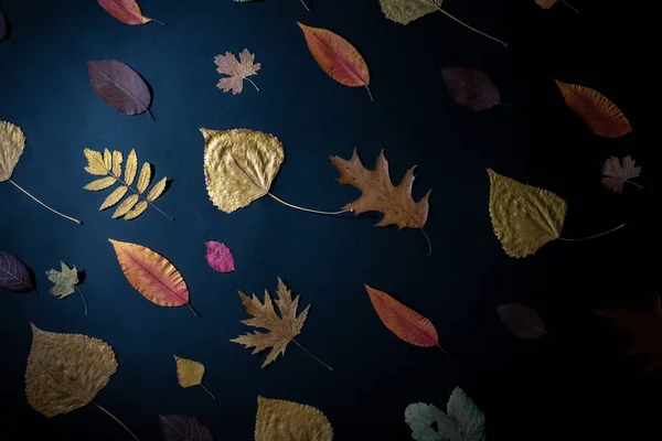 秋になると黒を背景に乾燥した葉が集合します。秋の構図、トップビュー — ストック写真