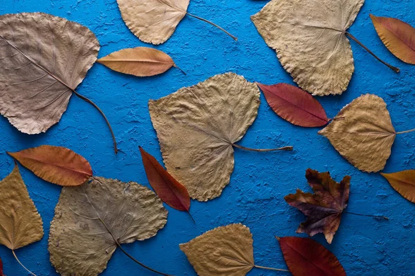 Folhas de outono com o fundo azul do céu — Fotografia de Stock