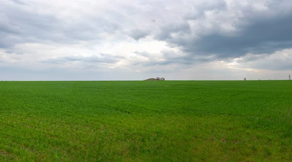 Panorama de campo de hierba verde minimalismo contra el fondo del cielo nublado en verano — Foto de Stock