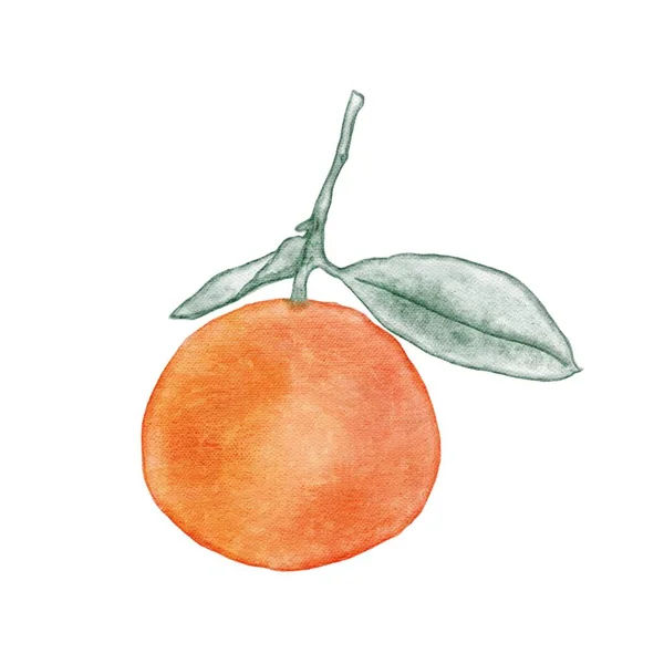 Une Belle Orange Juteuse Sur Une Tige Deux Feuilles Illustration — Photo