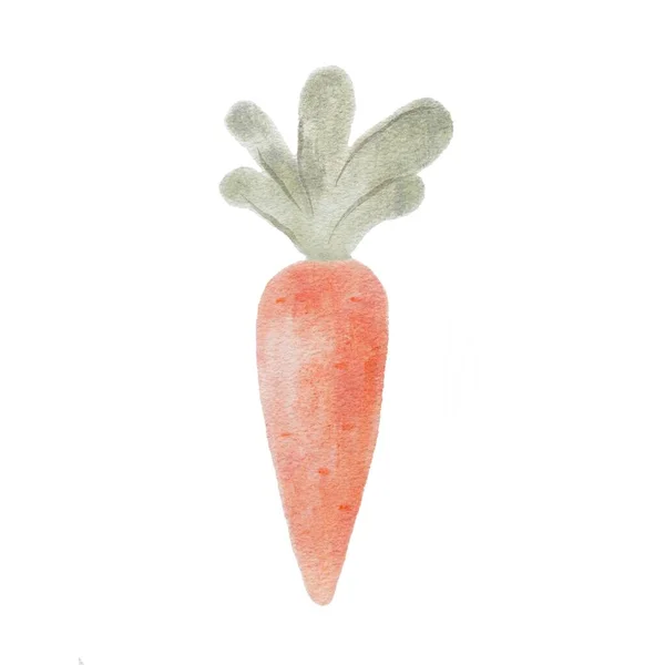 Carrot Pastel Colors White Background Watercolor Illustration Orange Carrot Green — Stock Photo, Image