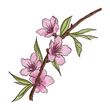 Güzel narin çiçekleri ve beyaz arka planda yaprakları olan bir kiraz ağacı dalı. Bahar çiçekli kiraz dalının resmi. Yazdırma ve davet kartları için izole öge.