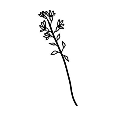 Wildflower in doodle style on a white background. Floral monochrome single element for invitations, greeting cards, prints. Isolated flower with small leaves for your design.