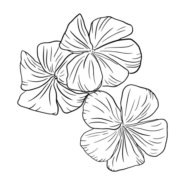 Tres Hermosas Flores Plomería Primer Plano Sobre Fondo Blanco Esquema — Vector de stock