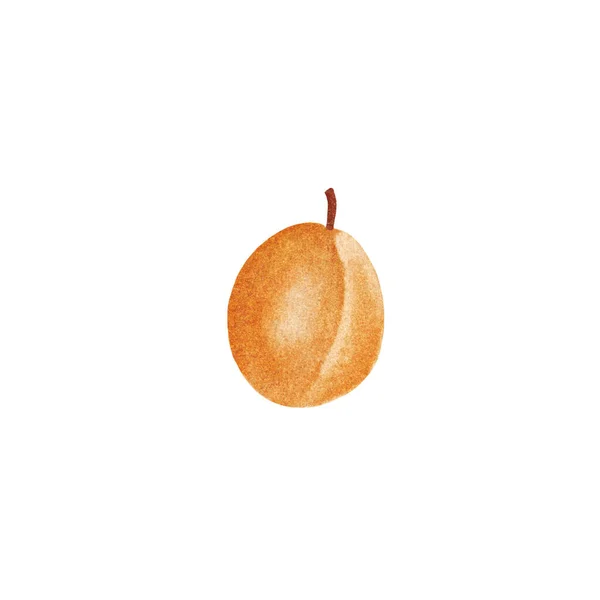 白い背景に熟した食欲をそそるアプリコットの水彩イラスト ポストカードのための明るいオレンジ色のテクスチャアプリコット 隔離された果実 — ストック写真
