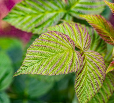 Yeşil organik ahududu yaprakları. Makroyu kapat. Takvimdeki fotoğraf.