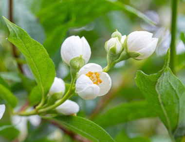 Çalı üzerinde narin yasemin çiçekleri. Sarı kalpli, küçük, güzel çiçekler..