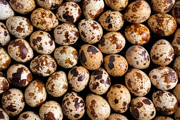 Close-up van organische kwartel eieren achtergrond, textuur. — Stockfoto