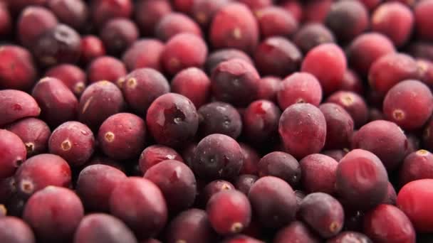 신선 한 유기농크랜 베리, 과일. 회전하는 비디오 — 비디오