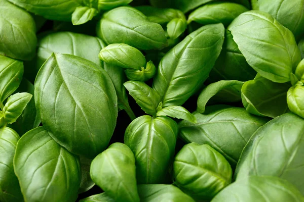 Hojas de albahaca fresca, hierbas. Ocimum basilicum, fondo. —  Fotos de Stock