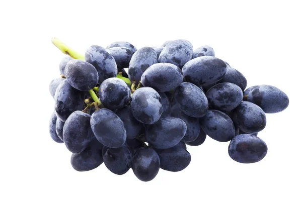 Гілка синього винограду ізольована на білому — стокове фото